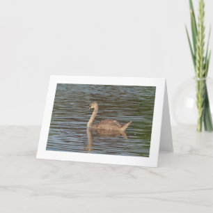 Black Swans Greeting (Wide Bordered) Card