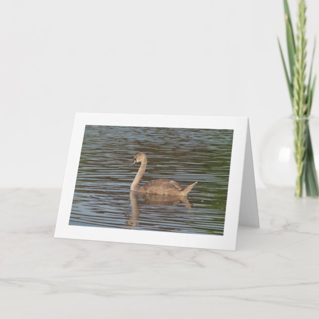 Black Swans Greeting (Wide Bordered) Card (Front)