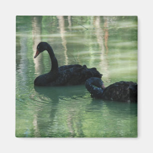 black swans magnet