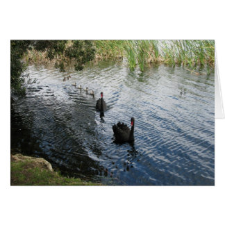 Black Swans, Perth