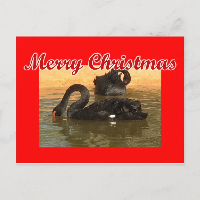 Black Swans Postcard (Front)