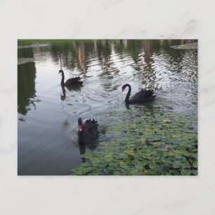 black swans postcard