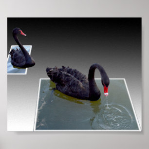 Black Swans Swimming In Dimensional Ponds, Poster