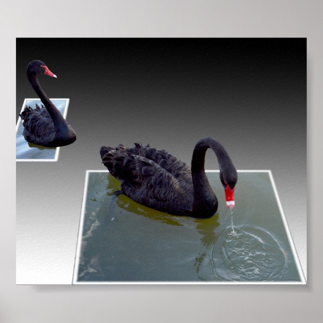 Black Swans Swimming In Dimensional Ponds, Poster (Front)