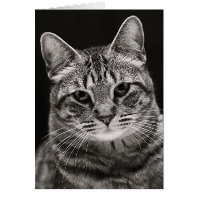Black Tabby Kitten (Front)