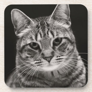 Black Tabby Kitten Coaster