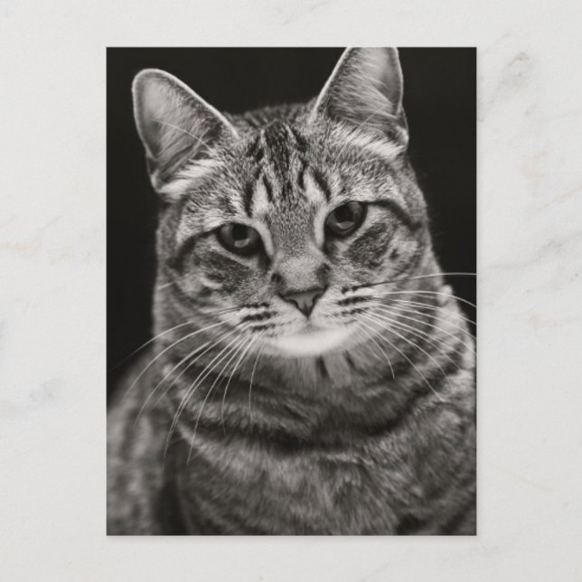 Black Tabby Kitten Postcard (Front)