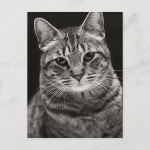 Black Tabby Kitten Postcard