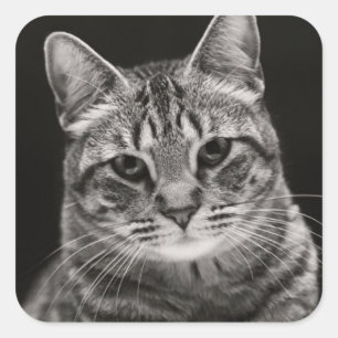 Black Tabby Kitten Square Sticker