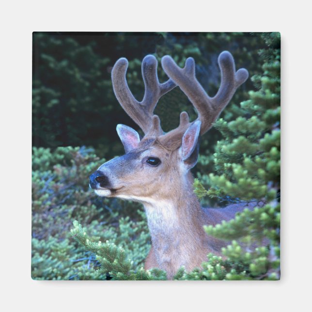 Black-tail Deer | Olympic National Park Magnet (Front)