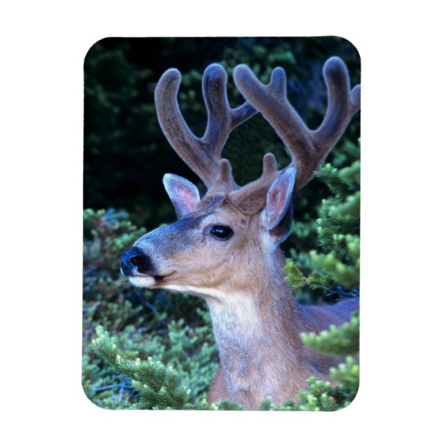 Black-tail Deer | Olympic National Park Magnet (Vertical)