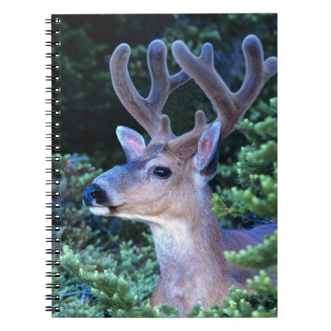 Black-tail Deer | Olympic National Park Notebook (Front)