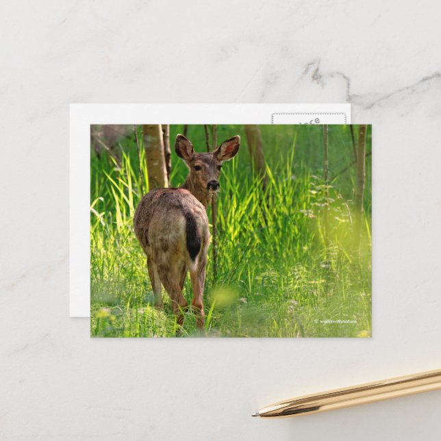 Black-Tailed Deer in the Forest Postcard (Front/Back In Situ)