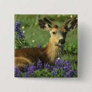 Black-tailed Deer, Odocoileus hemionus 2 Inch Square Button