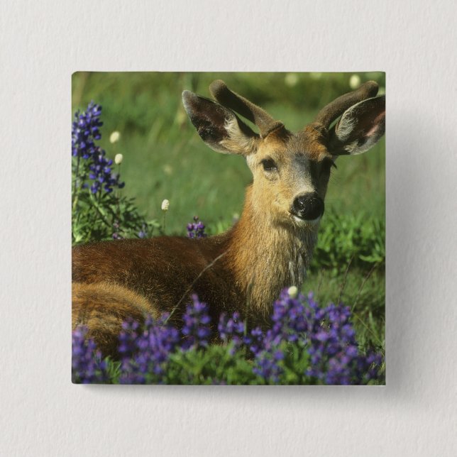 Black-tailed Deer, Odocoileus hemionus 2 Inch Square Button (Front)