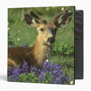 Black-tailed Deer, Odocoileus hemionus Binder