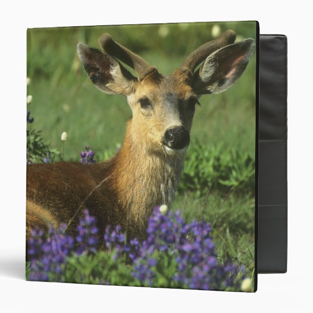 Black-tailed Deer, Odocoileus hemionus Binder (Front/Inside)