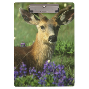 Black-tailed Deer, Odocoileus hemionus Clipboard
