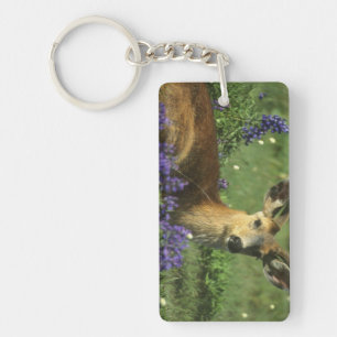 Black-tailed Deer, Odocoileus hemionus Keychain