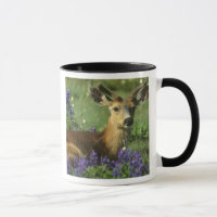 Black-tailed Deer, Odocoileus hemionus