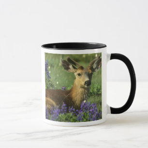 Black-tailed Deer, Odocoileus hemionus Mug