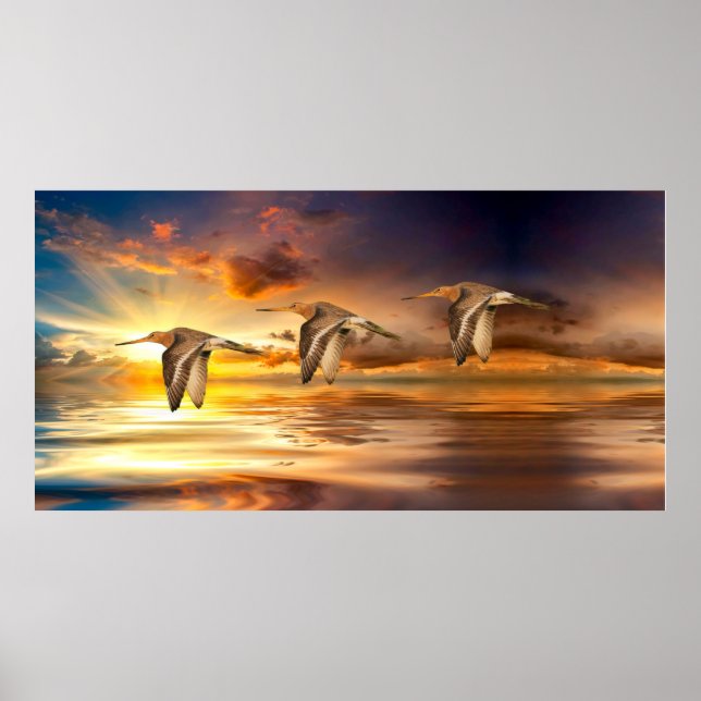 Black Tailed Godwits Poster (Front)