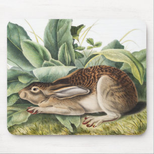 Black-tailed Hare Rabbit (Lepus negricaudatus) Mouse Pad