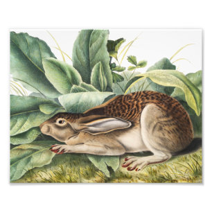 Black-tailed Hare Rabbit (Lepus negricaudatus) Photo Print