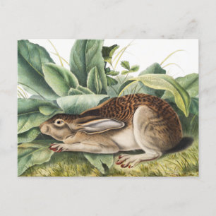 Black-tailed Hare Rabbit (Lepus negricaudatus) Postcard