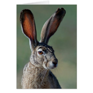 Black-tailed Jackrabbit