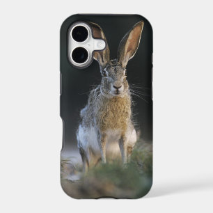 Black-tailed Jackrabbit, Lepus californicus, 2