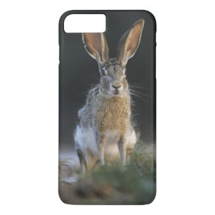 Black-tailed Jackrabbit, Lepus californicus, 2 iPhone 8 Plus/7 Plus Case
