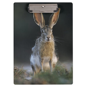Black-tailed Jackrabbit, Lepus californicus, 2 Clipboard