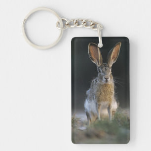 Black-tailed Jackrabbit, Lepus californicus, 2 Keychain