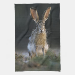Black-tailed Jackrabbit, Lepus californicus, 2 Kitchen Towel