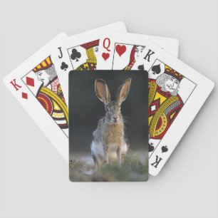 Black-tailed Jackrabbit, Lepus californicus, 2 Playing Cards