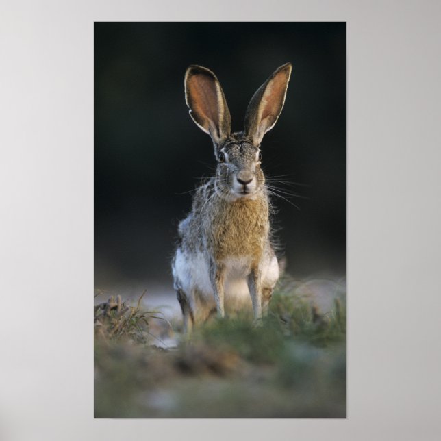 Black-tailed Jackrabbit, Lepus californicus, 2 Poster (Front)