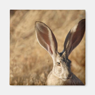 Black-tailed Jackrabbit Magnet