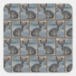 Black tailed jackrabbit square sticker