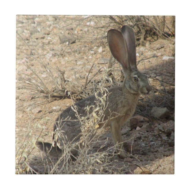 Black-tailed Jackrabbit Tile (Front)