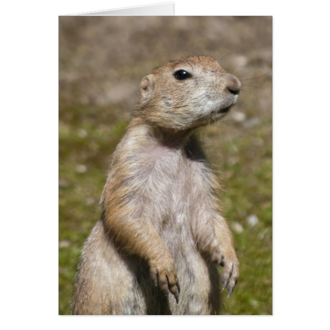 Black-tailed Prairie Dog (Front)