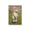 Black-tailed prairie dog