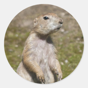 Black-tailed prairie dog classic round sticker