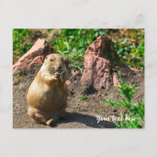 Black-Tailed Prairie Dog Holiday Postcard