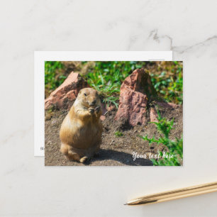 Black-Tailed Prairie Dog  Holiday Postcard