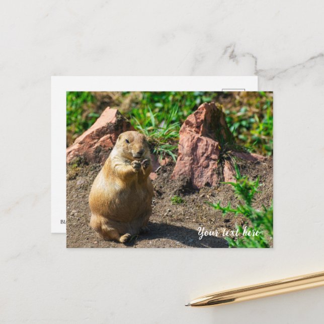 Black-Tailed Prairie Dog  Holiday Postcard (Front/Back In Situ)
