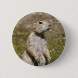 Black-Tailed Prairie Dog Wildlife Photo 2 Inch Round Button
