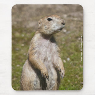 Black-Tailed Prairie Dog Wildlife Photo Mouse Pad