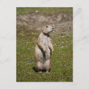 Black-Tailed Prairie Dog Wildlife Photo Postcard
