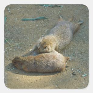 Black-tailed Prairie Dogs #1 Stickers